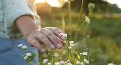 Eine Hand streicht über Blüten auf einer Wiese, während im Hintergrund die Sonne untergeht